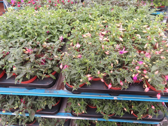 <h4>FUCHSIA MIXK</h4>