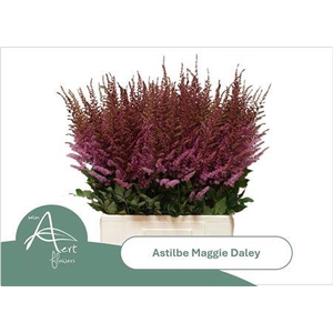 Astilbe Maggie Daley