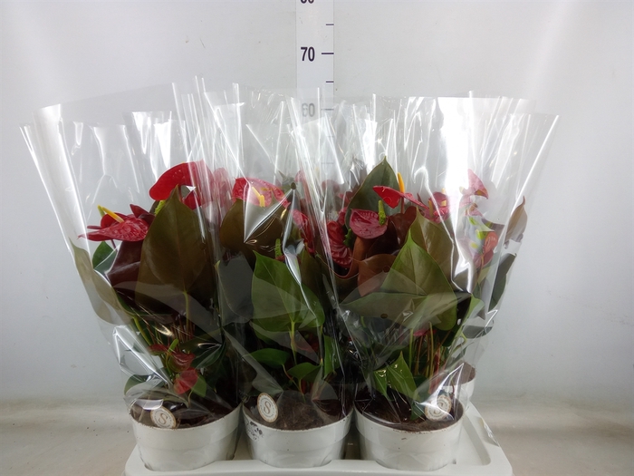 <h4>Anthurium andr. 'Coral Champion'</h4>