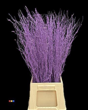 <h4>Betula / Berkentak Milka</h4>