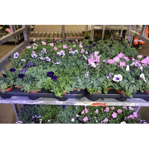 Pet Mixk 1 Kleur Per Tray