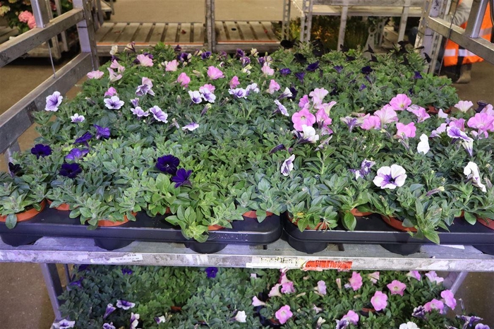 <h4>arr8 Pet Mixk 1 Kleur Per Tray</h4>