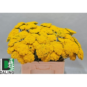 ACHIL F PARK VARIETY