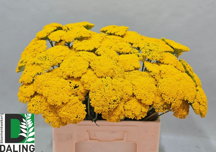 <h4>ACHIL F PARK VARIETY</h4>