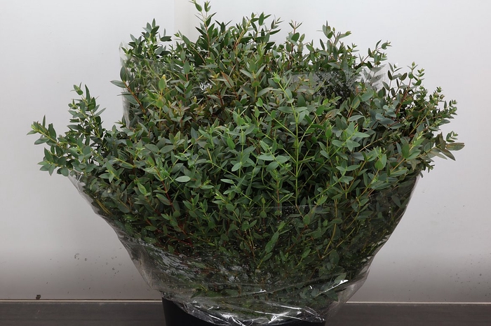 <h4>Euca Parvifolia Kort 400 Gr</h4>