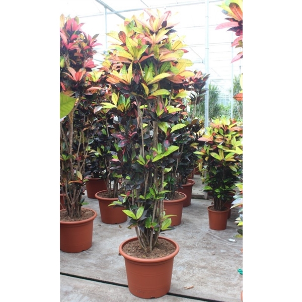 <h4>Codiaeum variegatum kleinbladig 'Mrs Iceton'</h4>