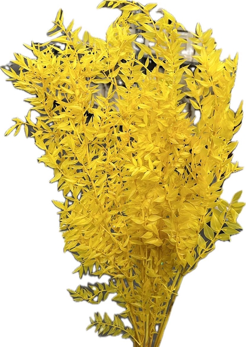 <h4>Pres Ruscus Soft Bleached Yellow Per Stem</h4>