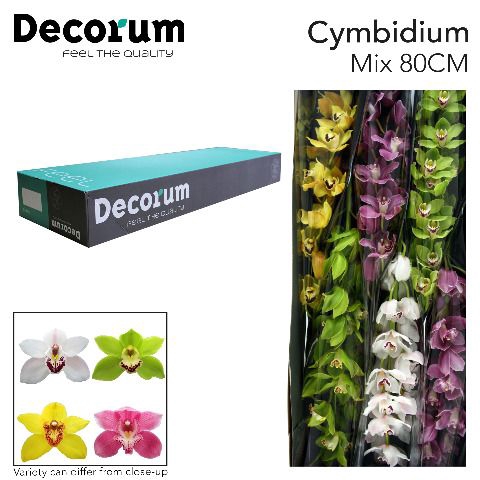 <h4>Cymbidium Mix</h4>