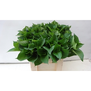 HYDR MACROPHYLL BLAD