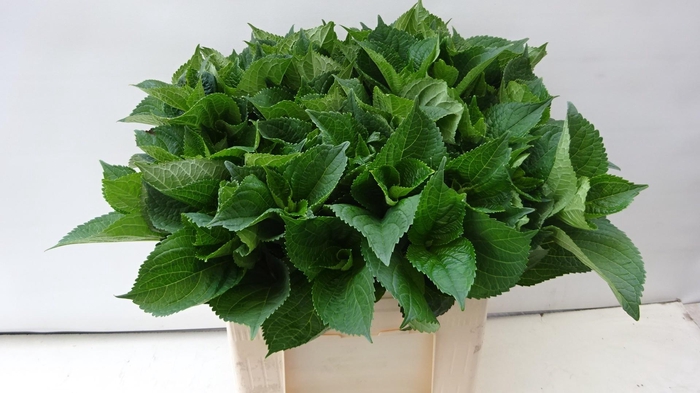 <h4>HYDR MACROPHYLL BLAD</h4>