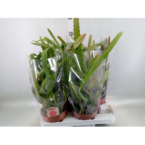 Epiphyllum   ...