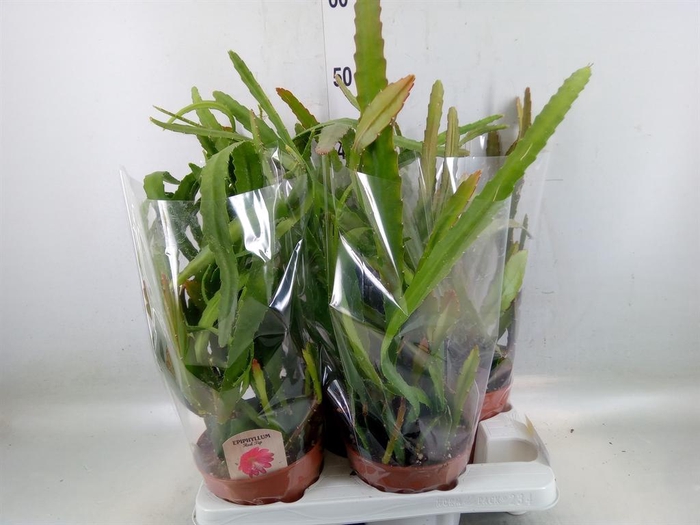 <h4>Epiphyllum   ...</h4>