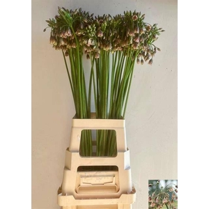 ALLIUM SICULUM