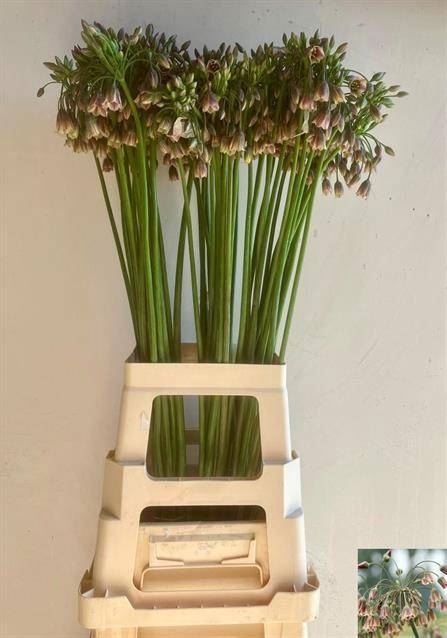 <h4>ALLIUM SICULUM</h4>