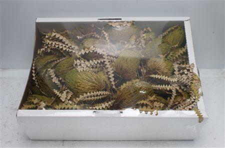 <h4>Banksia Speciosa Basil</h4>