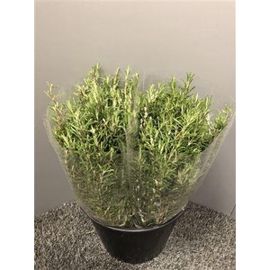 Rosmarinus Officin 200