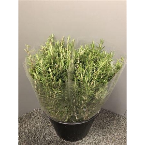 Rosmarinus Officin 200