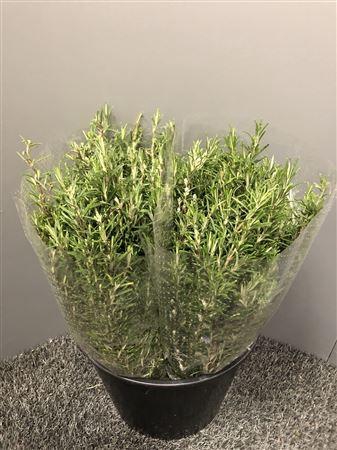 <h4>Rosmarinus Officin 200</h4>