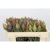 Kaaps Groen Plumosum Rubrum