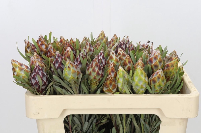 <h4>Kaaps Groen Plumosum Rubrum</h4>