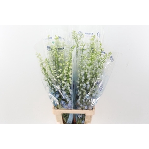 Delph Du Mag Fskb Wb