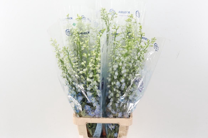 <h4>Delph Du Mag Fskb Wb</h4>