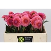 Dahlia Doris Duke