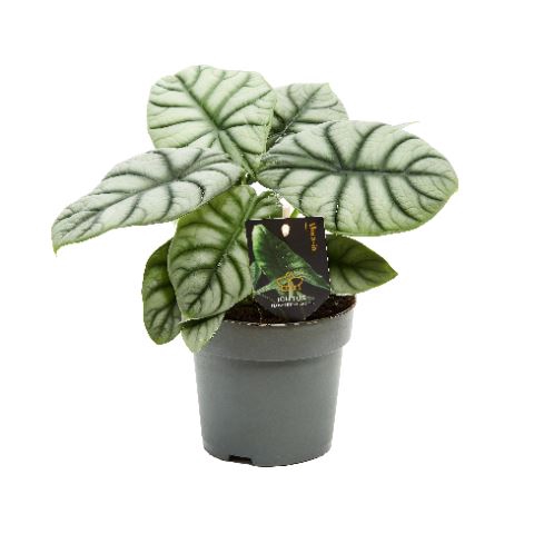 <h4>Alocasia</h4>