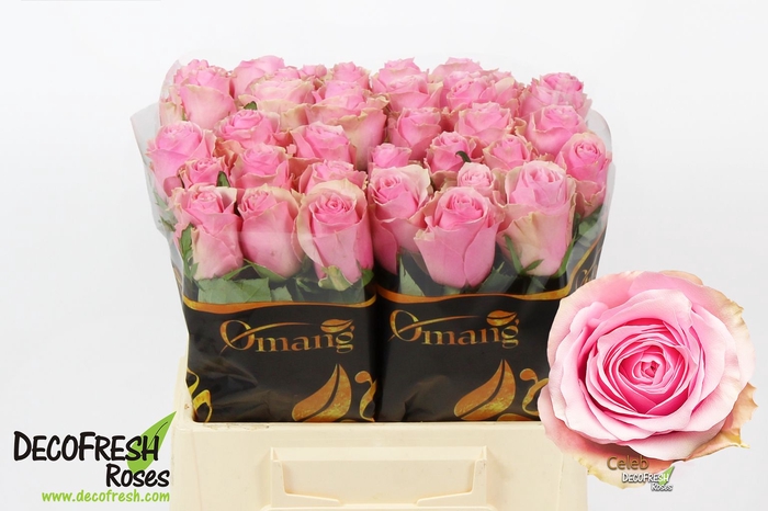 <h4>R Gr Celeb Omang</h4>
