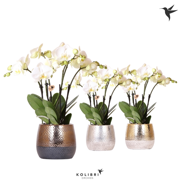 <h4>Kolibri Orchids Phalaenopsis ghent 4 spike in Elite pot mix</h4>