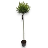 Salix integra Hakuro Nishiki