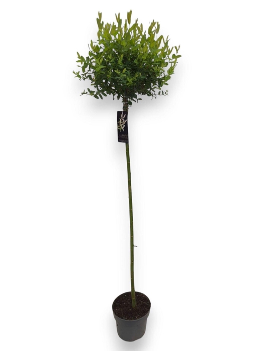 Salix integra Hakuro Nishiki