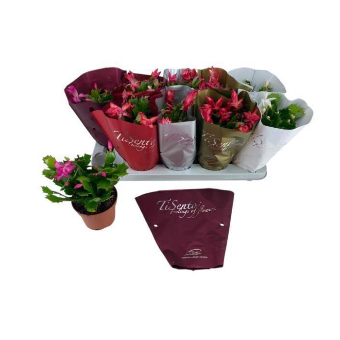 <h4>SCHLUMB GEM 4 KL</h4>