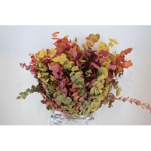 Pres Euca Stuartiana Autumn P Bunch