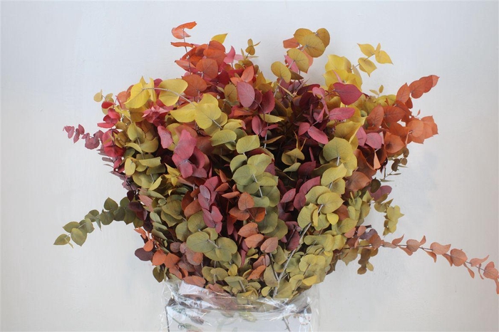 <h4>Pres Euca Stuartiana Autumn P Bunch</h4>