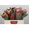 Protea Barbigera Air