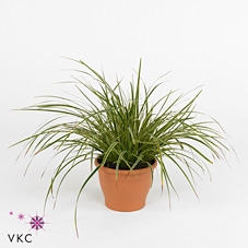 Carex morrowii 'Ice Dance' P14