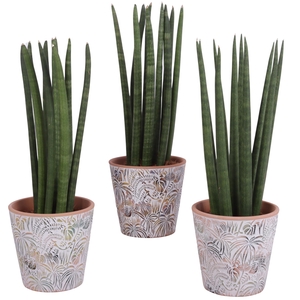 Sansevieria Cylindrica Straight 10 Leaf Ø14cm Ceramic Pot Jungle