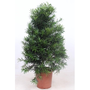 Podocarpus macrophylla