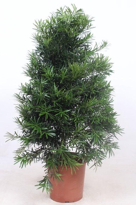 <h4>Podocarpus macrophylla</h4>
