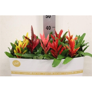 Vriesea gemengd 5 soorten