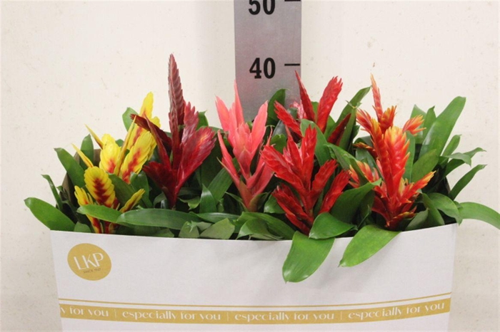 <h4>Vriesea gemengd 5 soorten</h4>