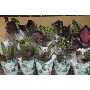 CALATHEA P17 VARIADO