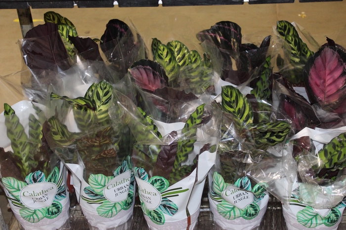<h4>CALATHEA P17 VARIADO</h4>
