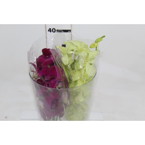 DENPHALAEN MACO MINIMO 30 FLORES