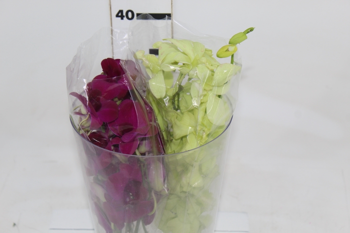 <h4>DENPHALAEN MACO MINIMO 30 FLORES</h4>
