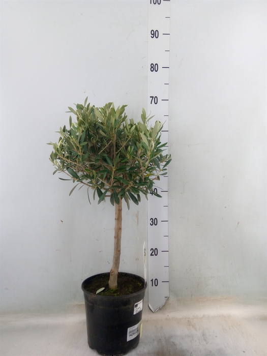 <h4>Olea europaea</h4>