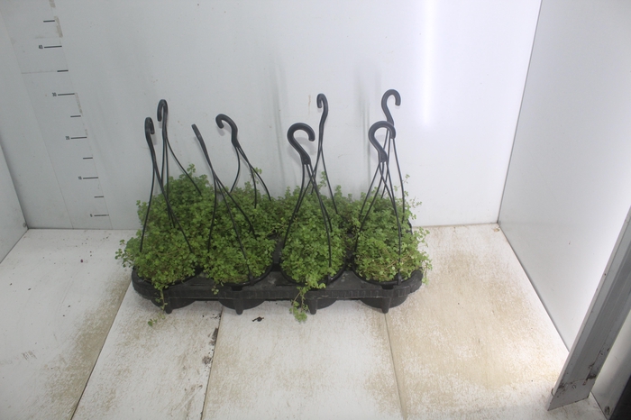 <h4>BARBA DE MOISES C13</h4>