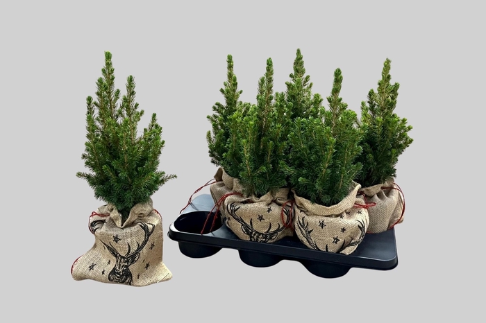 <h4>Picea Gl Conica</h4>