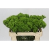 Dianthus Br Kiwi Mellow
